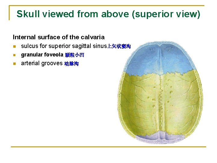 Skull viewed from above (superior view) Internal surface of the calvaria n sulcus for Skull viewed from above (superior view) Internal surface of the calvaria n sulcus for