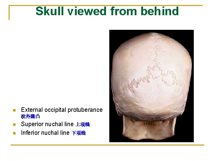 Skull viewed from behind n External occipital protuberance 枕外隆凸 n n Superior nuchal line