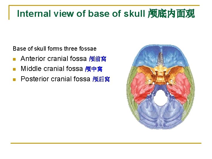 Internal view of base of skull 颅底内面观 Base of skull forms three fossae n Internal view of base of skull 颅底内面观 Base of skull forms three fossae n