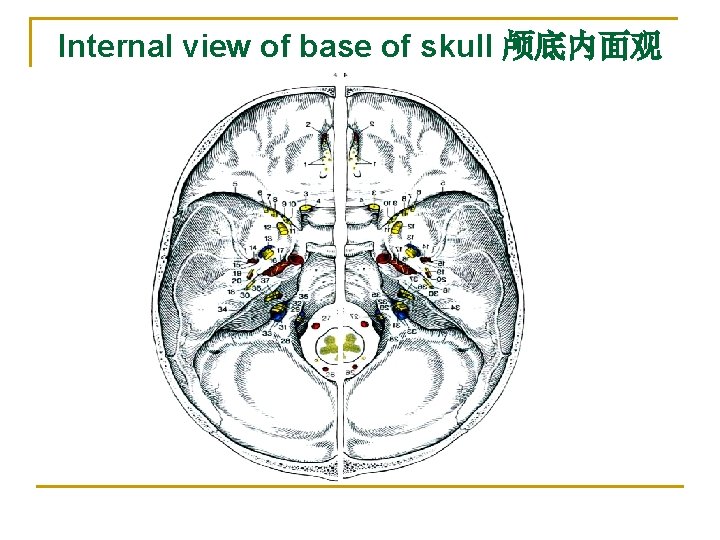Internal view of base of skull 颅底内面观 