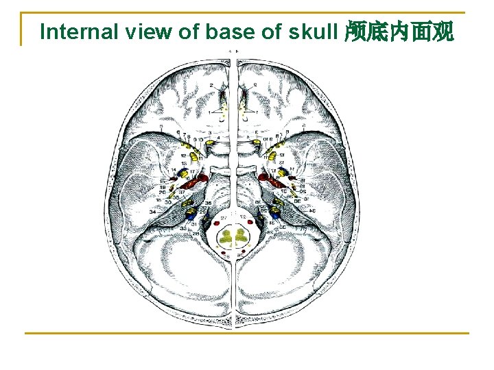 Internal view of base of skull 颅底内面观 Internal view of base of skull 颅底内面观