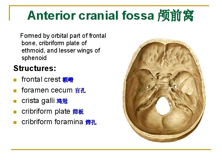 Anterior cranial fossa 颅前窝 Formed by orbital part of frontal bone, cribriform plate of Anterior cranial fossa 颅前窝 Formed by orbital part of frontal bone, cribriform plate of
