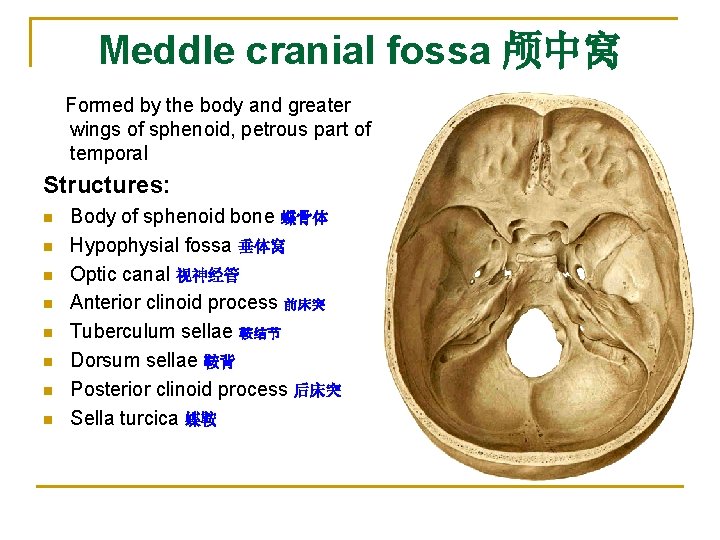 Meddle cranial fossa 颅中窝 Formed by the body and greater wings of sphenoid, petrous