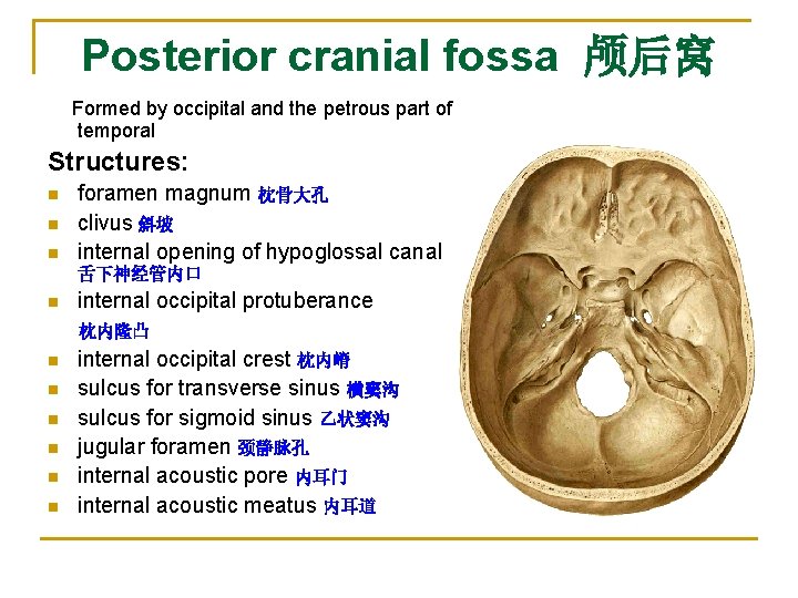 Posterior cranial fossa 颅后窝 Formed by occipital and the petrous part of temporal Structures: Posterior cranial fossa 颅后窝 Formed by occipital and the petrous part of temporal Structures: