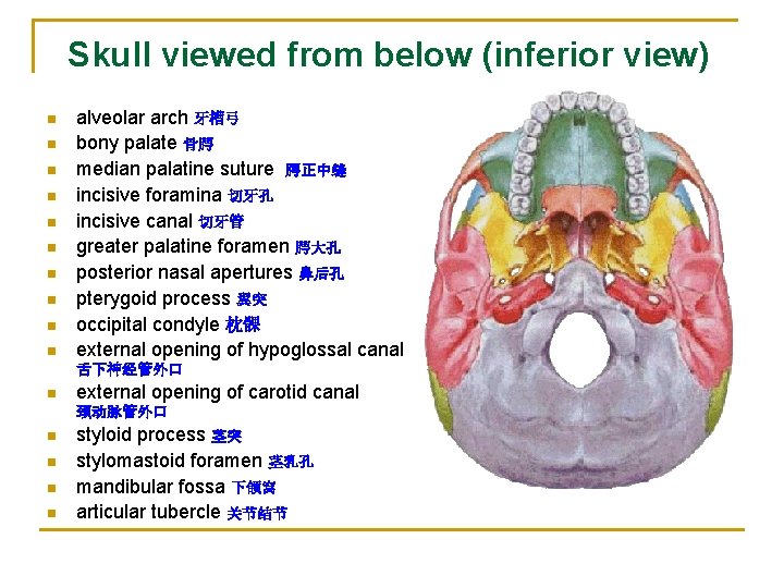 Skull viewed from below (inferior view) n n n n n alveolar arch 牙槽弓