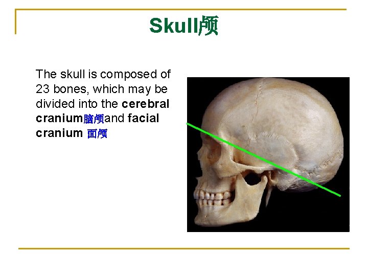 Skull颅 The skull is composed of 23 bones, which may be divided into the Skull颅 The skull is composed of 23 bones, which may be divided into the