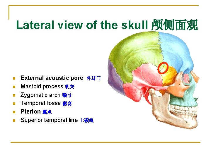Lateral view of the skull 颅侧面观 n n n External acoustic pore 外耳门 Mastoid