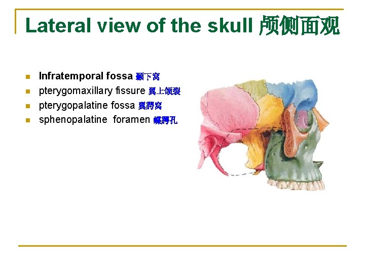 Lateral view of the skull 颅侧面观 n n Infratemporal fossa 颞下窝 pterygomaxillary fissure 翼上颌裂 Lateral view of the skull 颅侧面观 n n Infratemporal fossa 颞下窝 pterygomaxillary fissure 翼上颌裂
