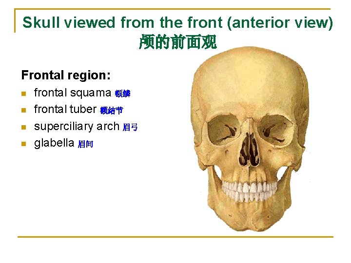 Skull viewed from the front (anterior view) 颅的前面观 Frontal region: n n frontal squama Skull viewed from the front (anterior view) 颅的前面观 Frontal region: n n frontal squama