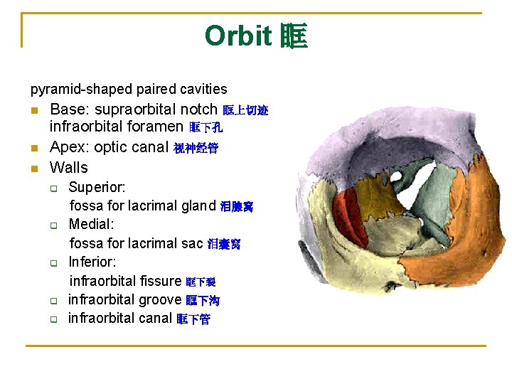 Orbit 眶 pyramid-shaped paired cavities n n n Base: supraorbital notch 眶上切迹 infraorbital foramen