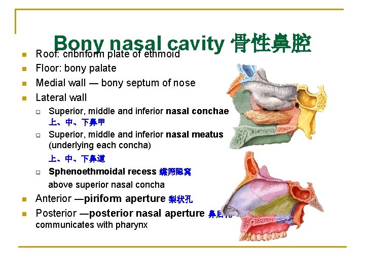 n n Bony nasal cavity 骨性鼻腔 Roof: cribriform plate of ethmoid Floor: bony palate