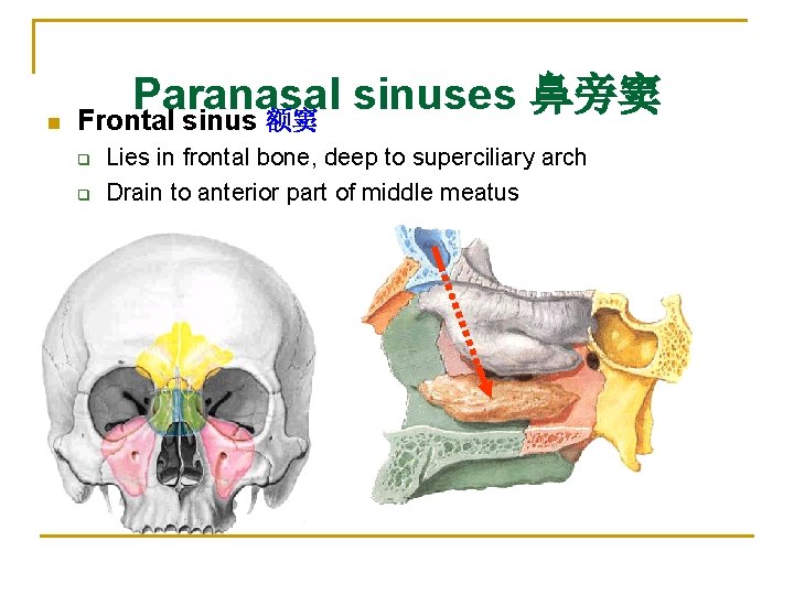 n Paranasal sinuses 鼻旁窦 Frontal sinus 额窦 q q Lies in frontal bone, deep