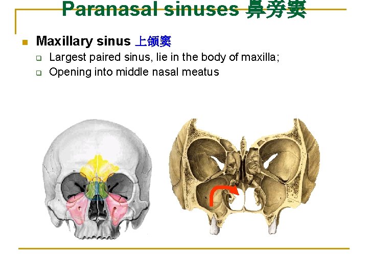 Paranasal sinuses 鼻旁窦 n Maxillary sinus 上颌窦 q q Largest paired sinus, lie in