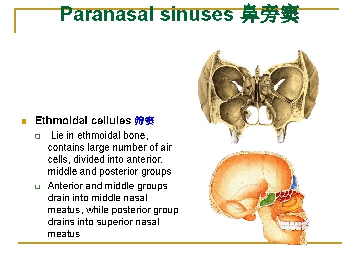 Paranasal sinuses 鼻旁窦 n Ethmoidal cellules 筛窦 q q Lie in ethmoidal bone, contains Paranasal sinuses 鼻旁窦 n Ethmoidal cellules 筛窦 q q Lie in ethmoidal bone, contains