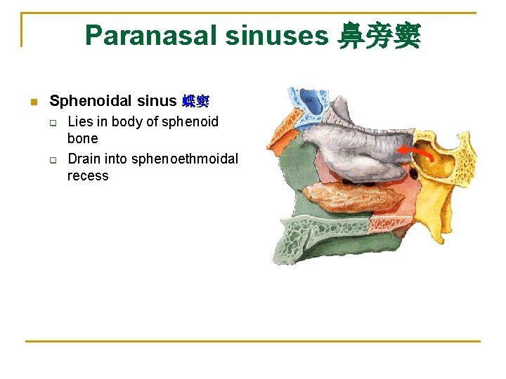 Paranasal sinuses 鼻旁窦 n Sphenoidal sinus 蝶窦 q q Lies in body of sphenoid Paranasal sinuses 鼻旁窦 n Sphenoidal sinus 蝶窦 q q Lies in body of sphenoid