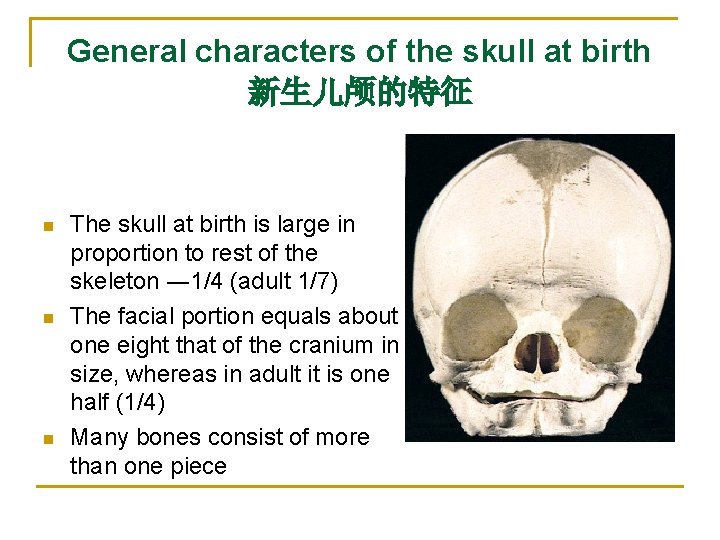 General characters of the skull at birth 新生儿颅的特征 n n n The skull at
