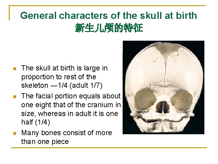General characters of the skull at birth 新生儿颅的特征 n n n The skull at General characters of the skull at birth 新生儿颅的特征 n n n The skull at
