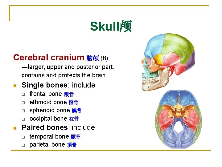 Skull颅 Cerebral cranium 脑颅 (8) ―larger, upper and posterior part, contains and protects the