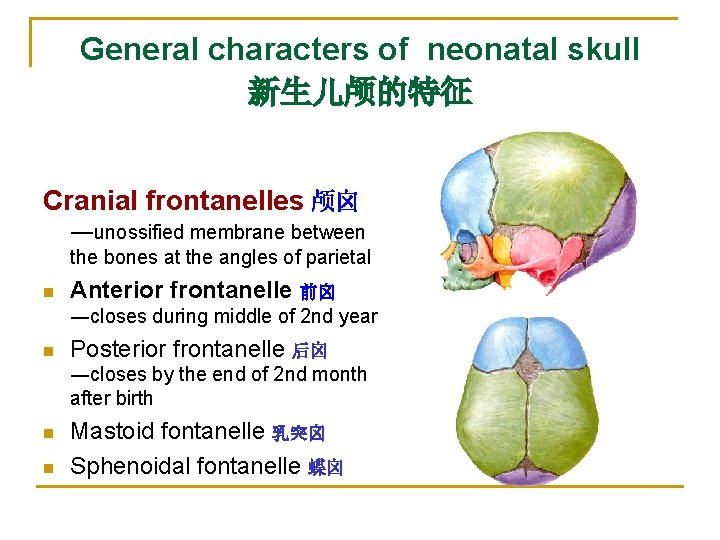 General characters of neonatal skull 新生儿颅的特征 Cranial frontanelles 颅囟 ―unossified membrane between the bones General characters of neonatal skull 新生儿颅的特征 Cranial frontanelles 颅囟 ―unossified membrane between the bones