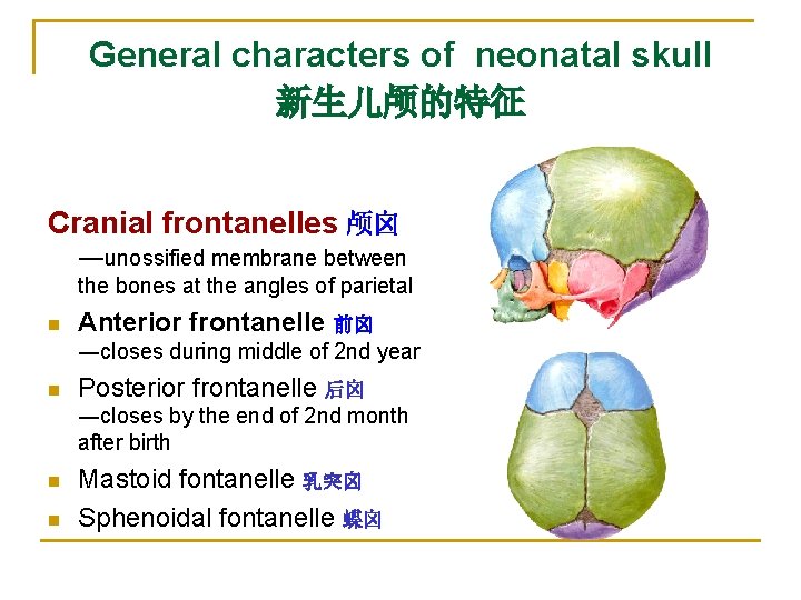 General characters of neonatal skull 新生儿颅的特征 Cranial frontanelles 颅囟 ―unossified membrane between the bones