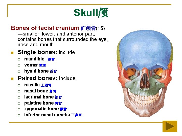 Skull颅 Bones of facial cranium 面颅骨(15) ―smaller, lower, and anterior part, contains bones that Skull颅 Bones of facial cranium 面颅骨(15) ―smaller, lower, and anterior part, contains bones that