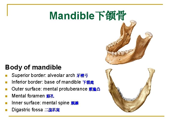 Mandible下颌骨 Body of mandible n n n Superior border: alveolar arch 牙槽弓 Inferior border: