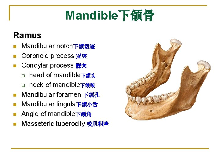 Mandible下颌骨 Ramus n n n n Mandibular notch下颌切迹 Coronoid process 冠突 Condylar process 髁突