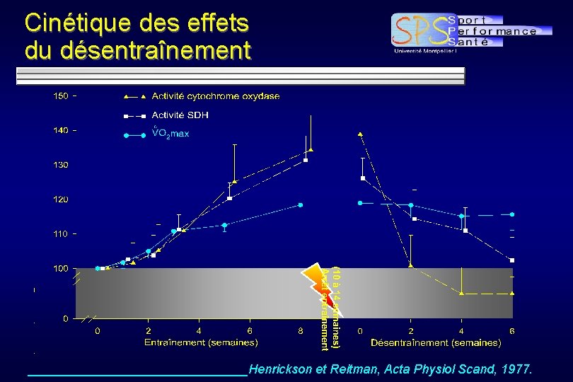 Cinétique des effets du désentraînement ________________Henrickson et Reitman, Acta Physiol Scand, 1977. 