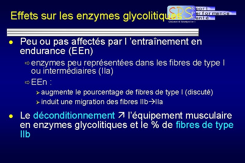 Effets sur les enzymes glycolitiques l Peu ou pas affectés par l ’entraînement en