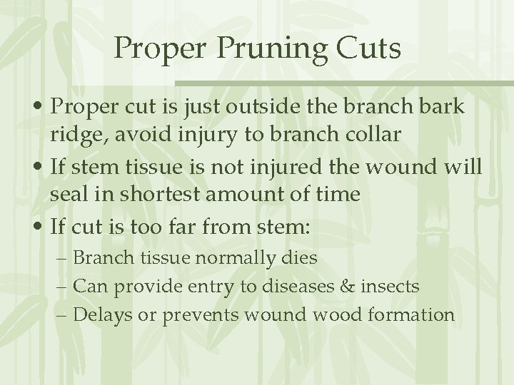 Proper Pruning Cuts • Proper cut is just outside the branch bark ridge, avoid