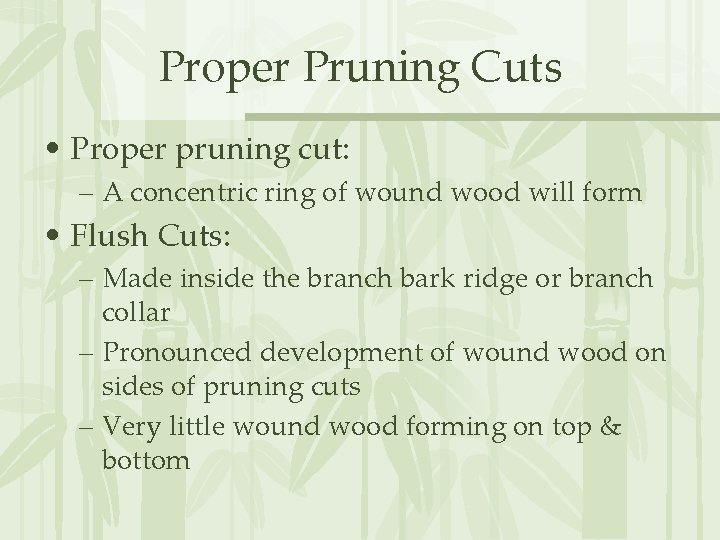 Proper Pruning Cuts • Proper pruning cut: – A concentric ring of wound wood