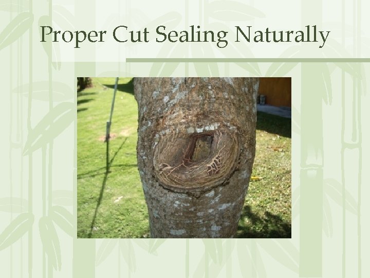 Proper Cut Sealing Naturally 