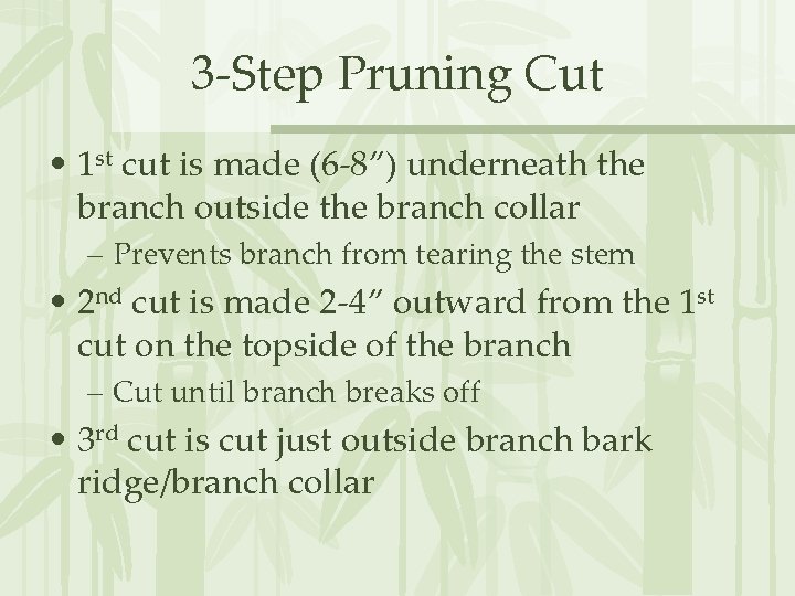 3 -Step Pruning Cut • 1 st cut is made (6 -8”) underneath the