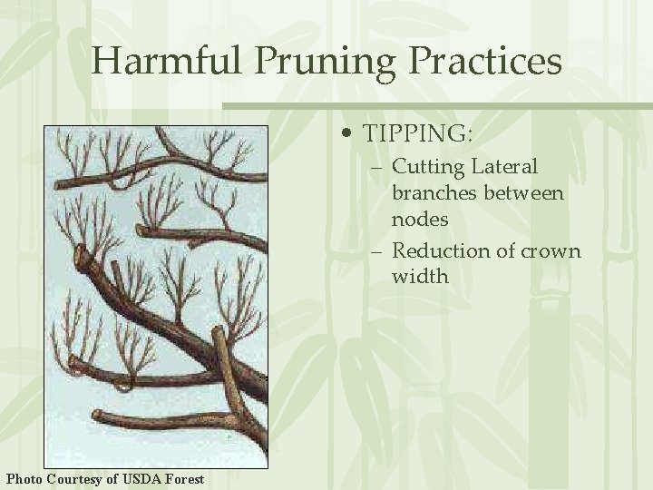 Harmful Pruning Practices • TIPPING: – Cutting Lateral branches between nodes – Reduction of