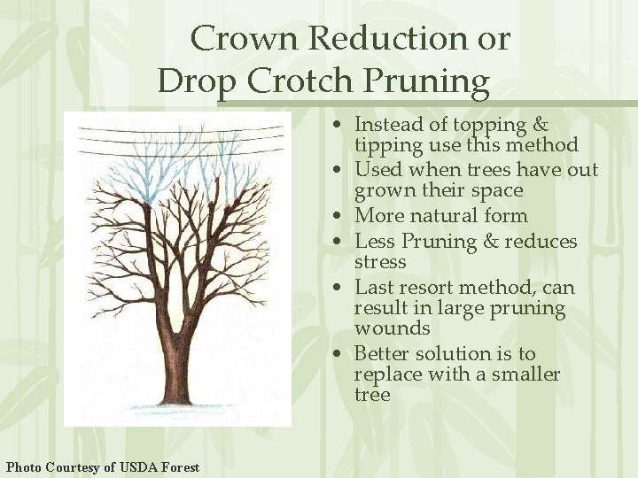 Crown Reduction or Drop Crotch Pruning • Instead of topping & tipping use this