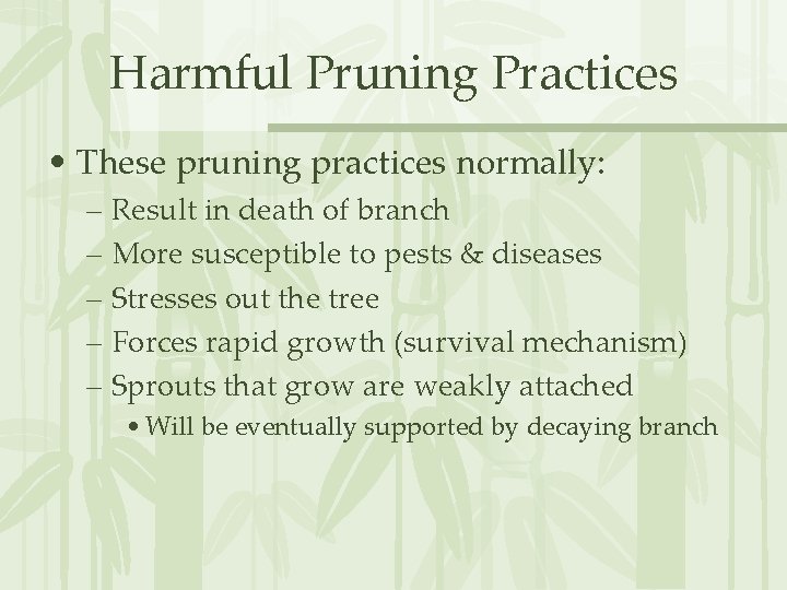 Harmful Pruning Practices • These pruning practices normally: – Result in death of branch
