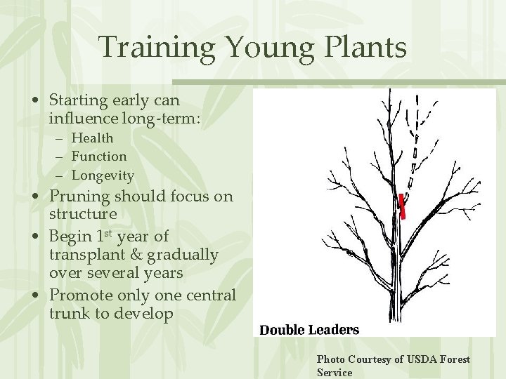 Training Young Plants • Starting early can influence long-term: – Health – Function –