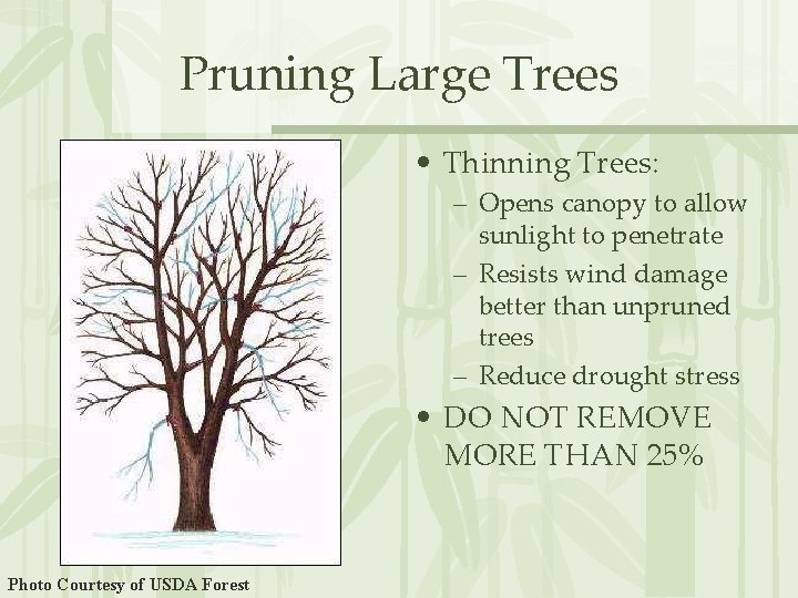 Pruning Large Trees • Thinning Trees: – Opens canopy to allow sunlight to penetrate