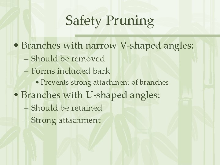 Safety Pruning • Branches with narrow V-shaped angles: – Should be removed – Forms