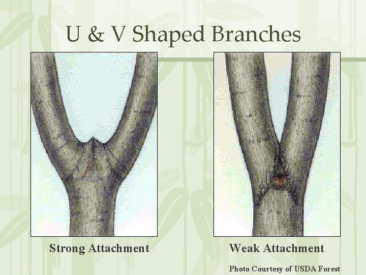 U & V Shaped Branches Strong Attachment Weak Attachment Photo Courtesy of USDA Forest