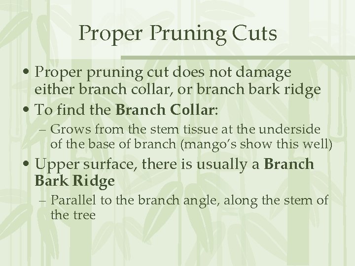 Proper Pruning Cuts • Proper pruning cut does not damage either branch collar, or