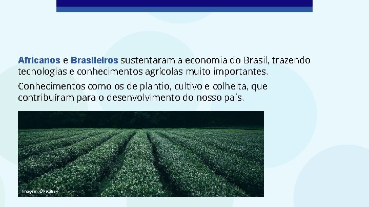 Africanos e Brasileiros sustentaram a economia do Brasil, trazendo tecnologias e conhecimentos agrícolas muito