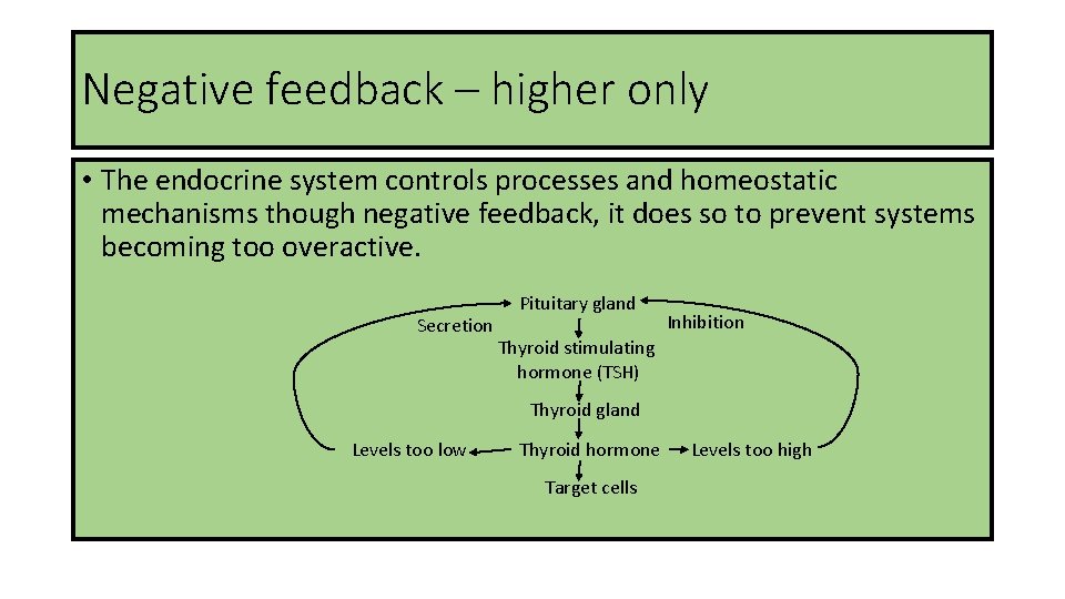 Negative feedback – higher only • The endocrine system controls processes and homeostatic mechanisms