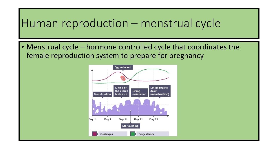 Human reproduction – menstrual cycle • Menstrual cycle – hormone controlled cycle that coordinates