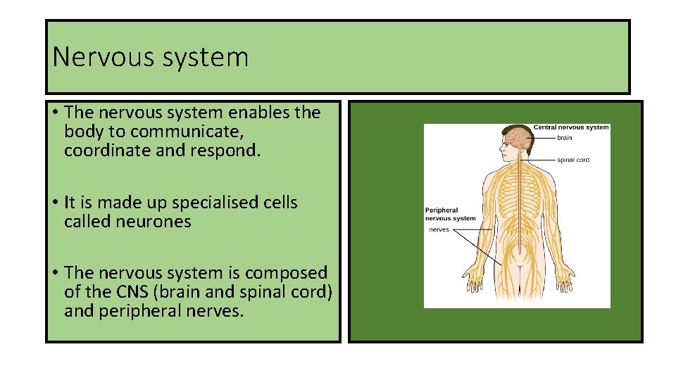 Nervous system • The nervous system enables the body to communicate, coordinate and respond.