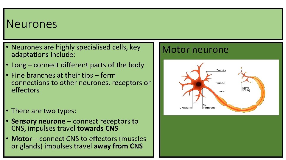 Neurones • Neurones are highly specialised cells, key adaptations include: • Long – connect
