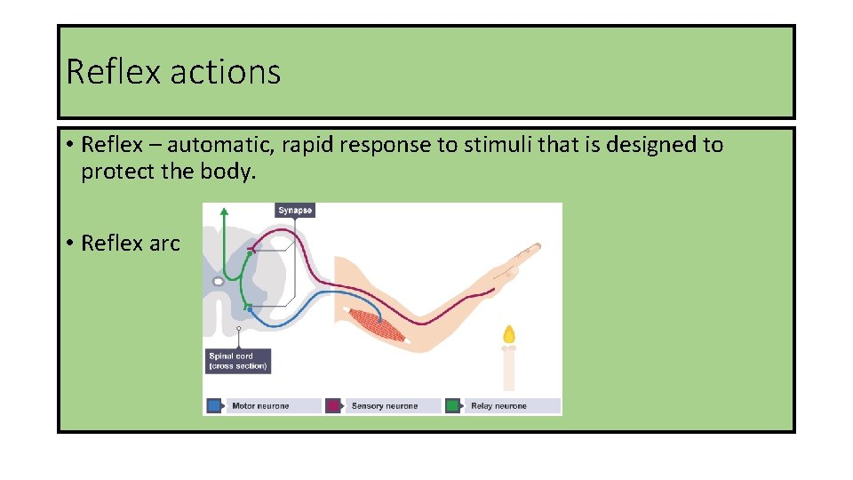Reflex actions • Reflex – automatic, rapid response to stimuli that is designed to