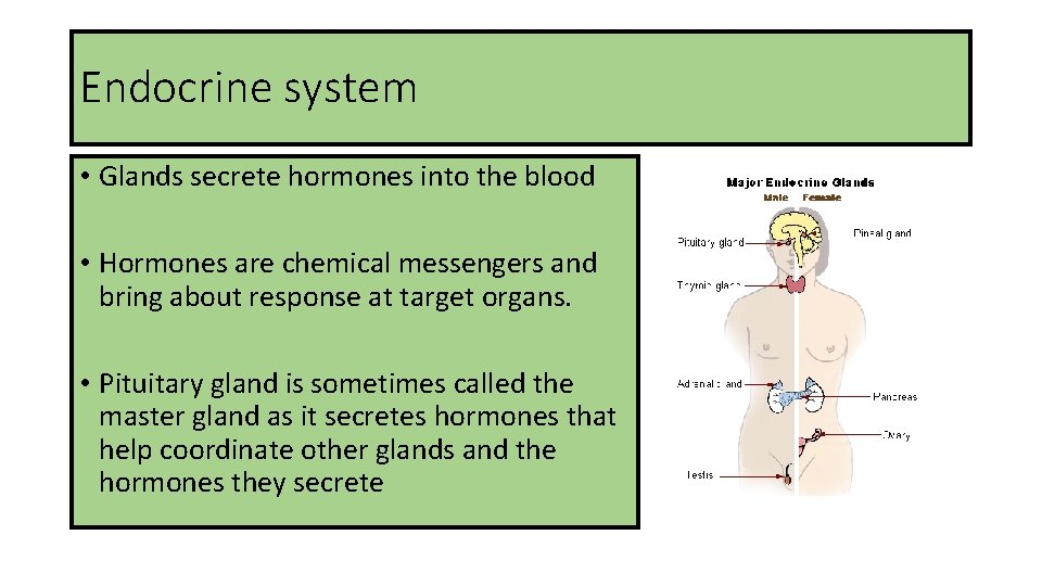 Endocrine system • Glands secrete hormones into the blood • Hormones are chemical messengers