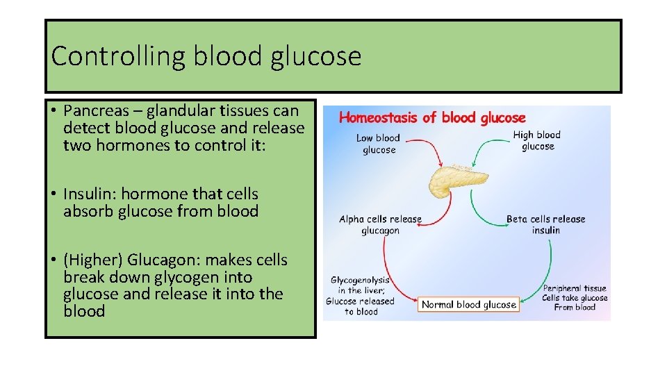 Controlling blood glucose • Pancreas – glandular tissues can detect blood glucose and release