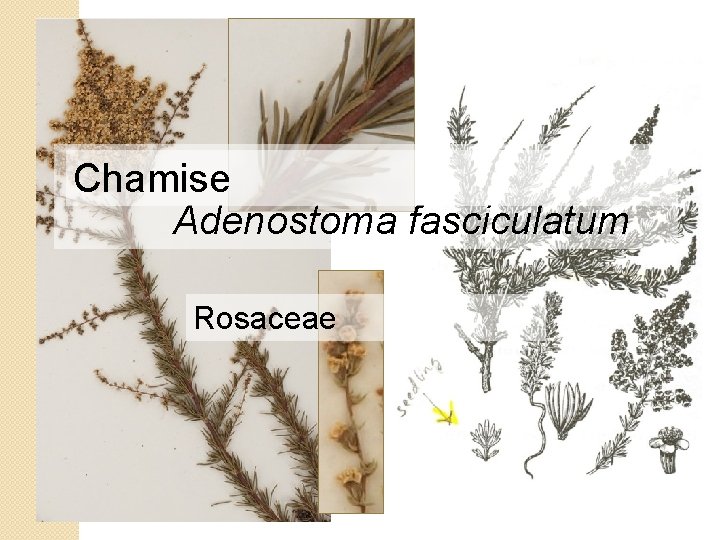 Chamise Adenostoma fasciculatum Rosaceae 
